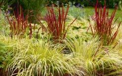 Golden Sweet Flag - Acorus Gramineus 'Ogon' - 1 Gallon Pot -Wilson Bros Gardens Acorus Ogon 103