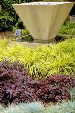 Golden Sweet Flag - Acorus Gramineus 'Ogon' - 18 Count Flat Of Pint Pots -Wilson Bros Gardens Acorus Ogon 104 1