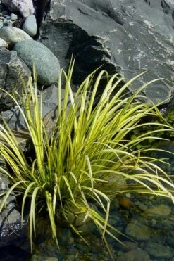 Golden Sweet Flag - Acorus Gramineus 'Ogon' - 1 Gallon Pot -Wilson Bros Gardens Acorus Ogon 105