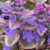 Burgundy Glow Ajuga - Bugleweed - 10 Count Flat Of 4" Pint Pots 1 Burgundy Glow Ajuga - Bugleweed - 10 Count Flat Of 4" Pint Pots -Wilson Bros Gardens Ajuga Burgundy Glow 100