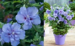 Blue Chiffon Rose Of Sharon - 5 Gallon Pot -Wilson Bros Gardens Althea Blue Chiffon