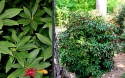 Florida Anise - Illicium Floridanum - 7 Gallon Pot -Wilson Bros Gardens Anise Florida 2