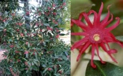 Florida Anise - Illicium Floridanum - 6 Pack Of 1 Gallon Pots -Wilson Bros Gardens Anise Florida 50 1