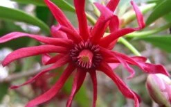 Florida Anise - Illicium Floridanum - 6 Pack Of 1 Gallon Pots -Wilson Bros Gardens Anise Florida Flower 50 1