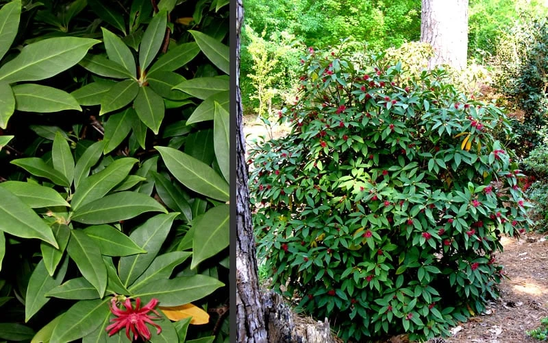 Florida Anise - Illicium Floridanum - 1 Gallon Pot 7 Florida Anise - Illicium Floridanum - 1 Gallon Pot - Image 5