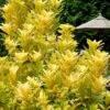 Florida Sunshine Anise - 1 Gallon Pot -Wilson Bros Gardens Anise Flroida Sunshine 30
