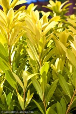 Florida Sunshine Anise - 1 Gallon Pot 11 Florida Sunshine Anise - 1 Gallon Pot -Wilson Bros Gardens Anise Flroida Sunshine JW 1