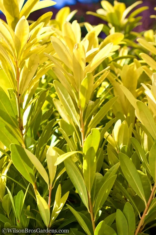 Florida Sunshine Anise - 1 Gallon Pot 7 Florida Sunshine Anise - 1 Gallon Pot - Image 5