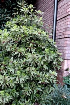 Pink Frost Florida Anise - Illicium Floridanum - 1 Gallon Pot -Wilson Bros Gardens Anise Pink Frost 12