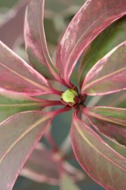 Pink Frost Florida Anise - Illicium Floridanum - 3 Gallon Pot -Wilson Bros Gardens Anise Pink Frost 14 1