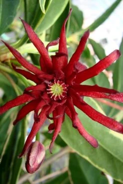 Pink Frost Florida Anise - Illicium Floridanum - 1 Gallon Pot -Wilson Bros Gardens Anise Pink Frost 15
