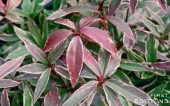 Pink Frost Florida Anise - Illicium Floridanum - 3 Gallon Pot -Wilson Bros Gardens Anise Pink Frost 16 1