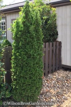 Degroots Spire Arborvitae - 3 Gallon Pot -Wilson Bros Gardens Arborvitae Degroots Spire 1 500x750 2