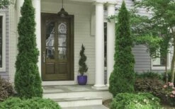 Degroots Spire Arborvitae - 3 Gallon Pot -Wilson Bros Gardens Arborvitae Degroots Spire 30 1