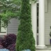 Degroots Spire Arborvitae - 7 Gallon Pot (3-4') -Wilson Bros Gardens Arborvitae Degroots Spire 31