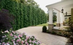 Degroots Spire Arborvitae - 7 Gallon Pot (3-4') -Wilson Bros Gardens Arborvitae Degroots Spire 33