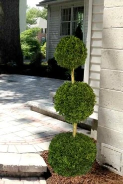 Emerald Green Arborvitae Poodle Tier Topiary (3 Ball) - 5 Gallon Pot -Wilson Bros Gardens Arborvitae Emerald Green 3 Ball Poodle Tier 2