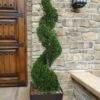 Emerald Green Arborvitae Spiral Topiary - 7 Gallon Pot -Wilson Bros Gardens Arborvitae Emerald Green Spiral 6 1