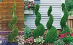 Emerald Green Arborvitae Spiral Topiary - 7 Gallon Pot -Wilson Bros Gardens Arborvitae Emerald Green Spiral 800x500 2