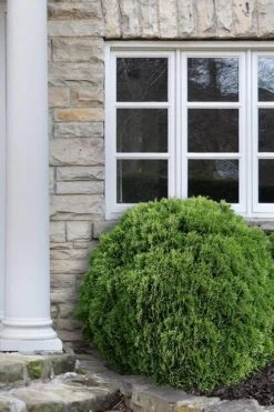 Planet Earth Arborvitae - 3 Gallon Pot 11 Planet Earth Arborvitae - 3 Gallon Pot -Wilson Bros Gardens Arborvitae Woodwardii Globe 12