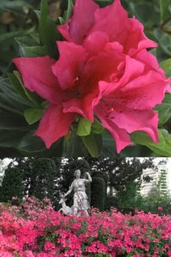 Brilliant Southern Indica Azalea - 1 Gallon Pot -Wilson Bros Gardens Azalea Brilliant 500x700 1