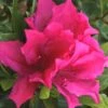 Brilliant Southern Indica Azalea - 1 Gallon Pot -Wilson Bros Gardens Azalea Brilliant 6
