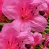 Chinzan Dwarf Azalea - 6 Pack Of 1 Gallon Pots -Wilson Bros Gardens Azalea Chinzan 21