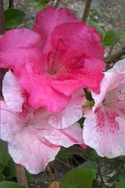 Conversation Piece Azalea - 1 Gallon Pot -Wilson Bros Gardens Azalea Conversation Piece 10