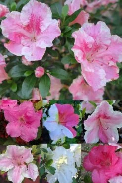 Conversation Piece Azalea - 1 Gallon Pot -Wilson Bros Gardens Azalea Conversation Piece 2 500x750 1