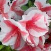 Autumn Starburst Encore Azalea - 6 Pack Of 1 Gallon Pots -Wilson Bros Gardens Azalea Encore Autumn Starburst