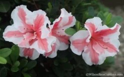 Autumn Starburst Encore Azalea - 6 Pack Of 1 Gallon Pots -Wilson Bros Gardens Azalea Encore Autumn Starburst 2