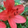 Flame Creeper Dwarf Spreading Azalea - 1 Gallon Pot -Wilson Bros Gardens Azalea Flame Creeper 10
