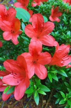 Flame Creeper Dwarf Spreading Azalea - 1 Gallon Pot -Wilson Bros Gardens Azalea Flame Creeper 11