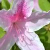 George L. Taber Southern Indica Azalea - 7 Gallon Pot