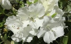 Girard's Pleasant White Azalea - 1 Gallon Pot -Wilson Bros Gardens Azalea Girards Pleasant White