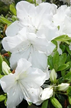 Girard's Pleasant White Azalea - 1 Gallon Pot -Wilson Bros Gardens Azalea Girards Pleasant White 500x750 1