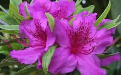 Herbert Azalea - 6 Pack Of 1 Gallon Pots -Wilson Bros Gardens Azalea Herbert