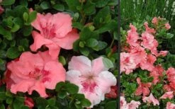 Hilda Niblett Azalea - 2 Gallon Pot -Wilson Bros Gardens Azalea Hilda Niblet Flowers 3