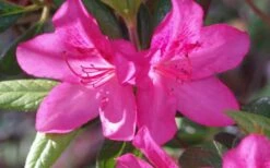 Judge Solomon Southern Indica Azalea - 3 Gallon Pot 8 Judge Solomon Southern Indica Azalea - 3 Gallon Pot -Wilson Bros Gardens Azalea Judge Solomon 50 1