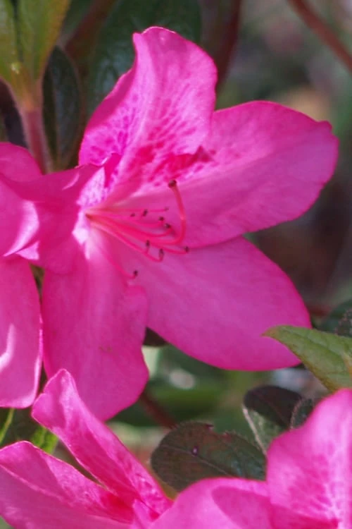 Judge Solomon Southern Indica Azalea - 3 Gallon Pot 3 Judge Solomon Southern Indica Azalea - 3 Gallon Pot