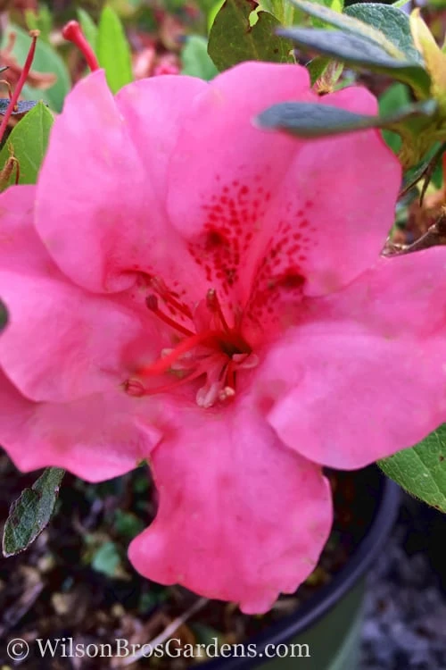 Pink Explosion Bloom 'N Again Azalea - 2 Gallon Pot 6 Pink Explosion Bloom 'N Again Azalea - 2 Gallon Pot - Image 4