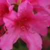 Pride Of Mobile Azalea - 1 Gallon Pot 1 Pride Of Mobile Azalea - 1 Gallon Pot -Wilson Bros Gardens Azalea Pride of Mobile 13