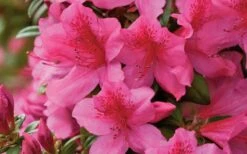 Pride Of Mobile Azalea - 1 Gallon Pot -Wilson Bros Gardens Azalea Pride of Mobile 15