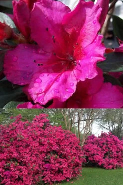 Red Formosa Azalea - 6 Pack Of 1 Gallon Pots -Wilson Bros Gardens Azalea Red Formosa 1 500x750 1