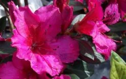 Red Formosa Azalea - 6 Pack Of 1 Gallon Pots -Wilson Bros Gardens Azalea Red Formosa