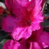 Red Formosa Azalea - 6 Pack Of 1 Gallon Pots -Wilson Bros Gardens Azalea Red Formosa 5