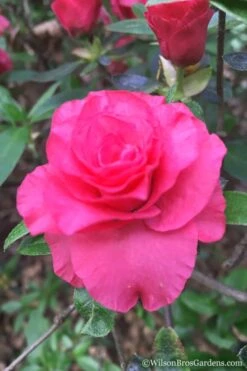 Rosebud Azalea - 3 Gallon Pot -Wilson Bros Gardens Azalea Rosebud 3