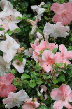 Sir Robert Dwarf Azalea - 6 Pack Of 1 Gallon Pots -Wilson Bros Gardens Azalea Sir Robert 12