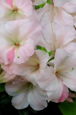 Sir Robert Dwarf Azalea - 6 Pack Of 1 Gallon Pots -Wilson Bros Gardens Azalea Sir Robert 20