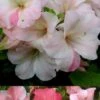 Sir Robert Dwarf Azalea - 6 Pack Of 1 Gallon Pots -Wilson Bros Gardens Azalea Sir Robert 3 500x750 1